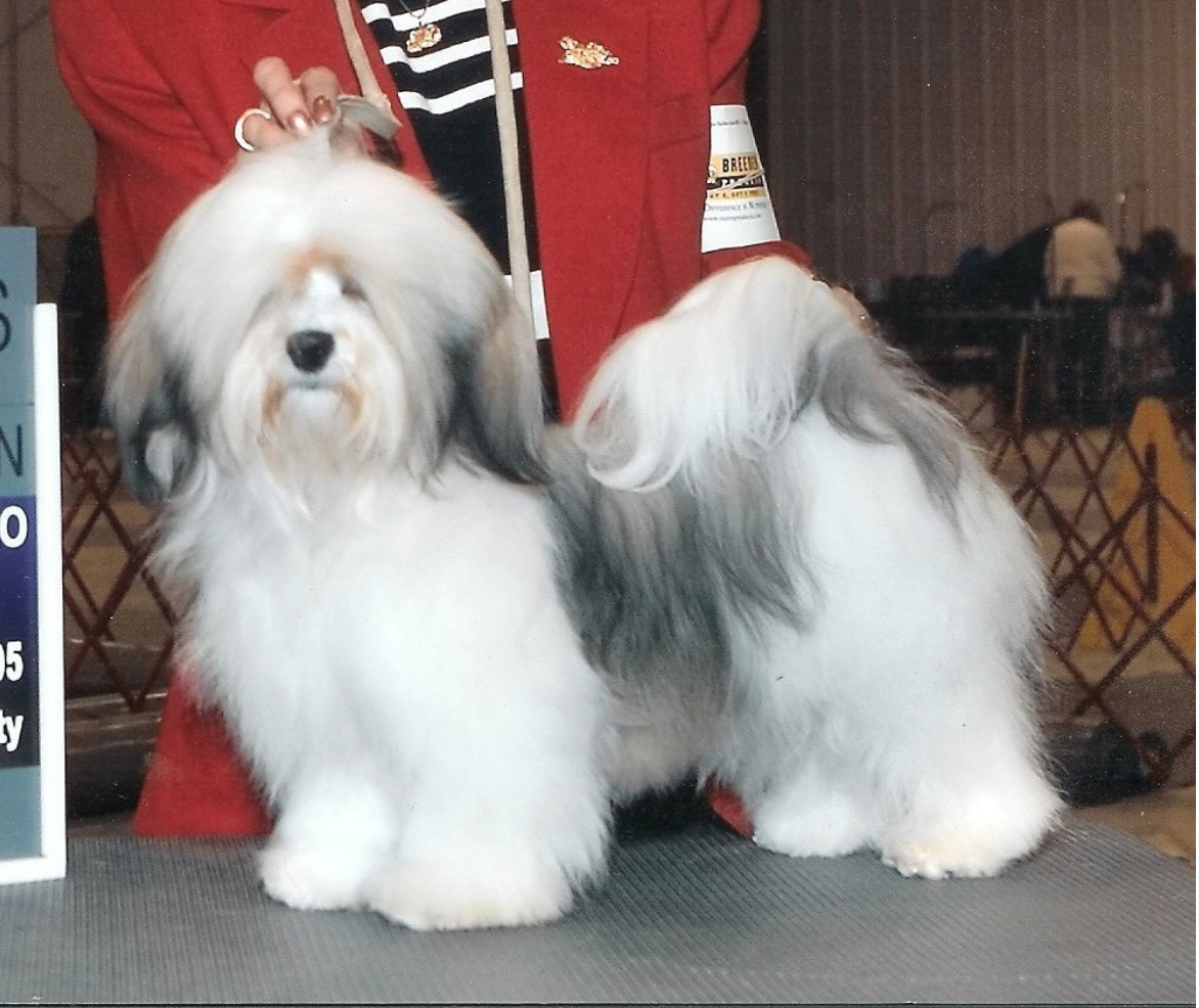 Havanese Puppies for Sale Maryland Salem Farm Champion